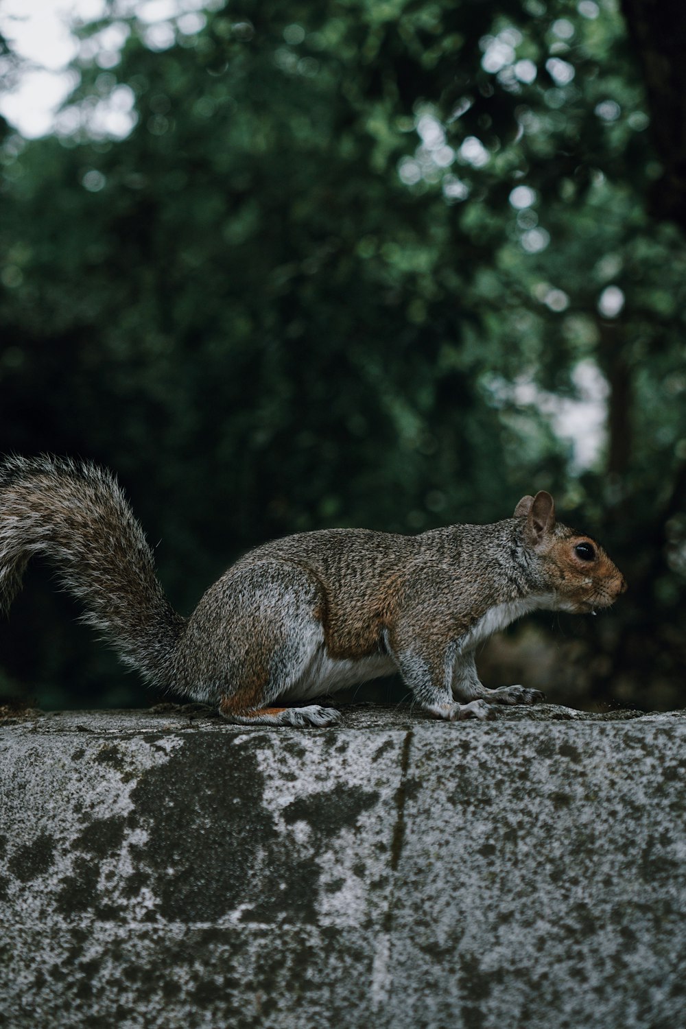 brown squirrel on gray rock