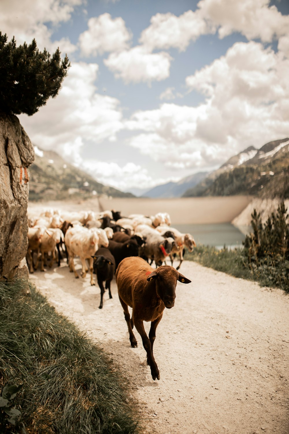 rebaño de vacas en camino de tierra durante el día