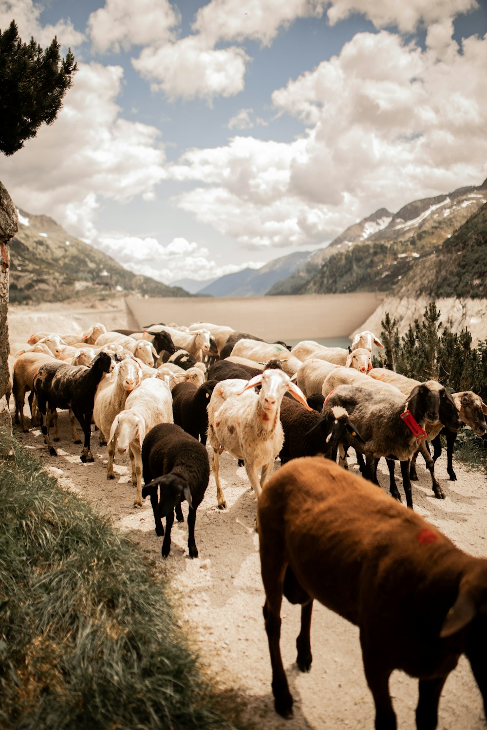 herd of sheep on green grass field during daytime