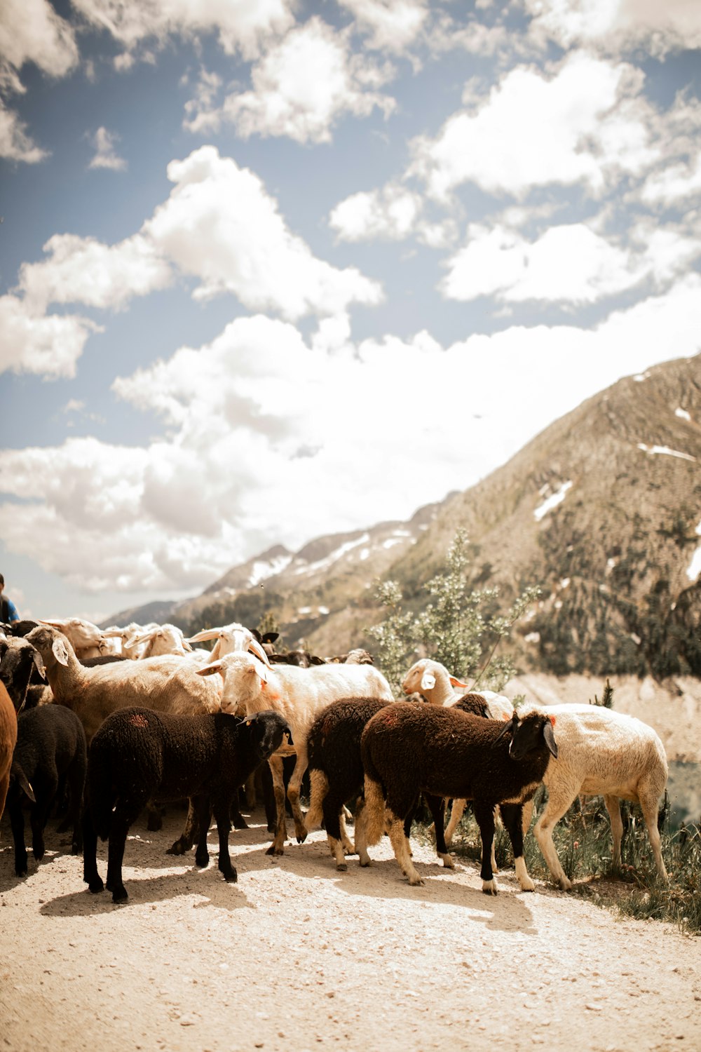 herd of sheep on green grass field during daytime