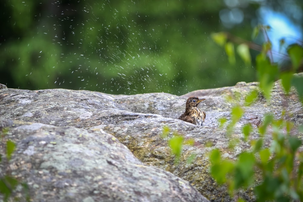 brown and white bird on gray rock during daytime