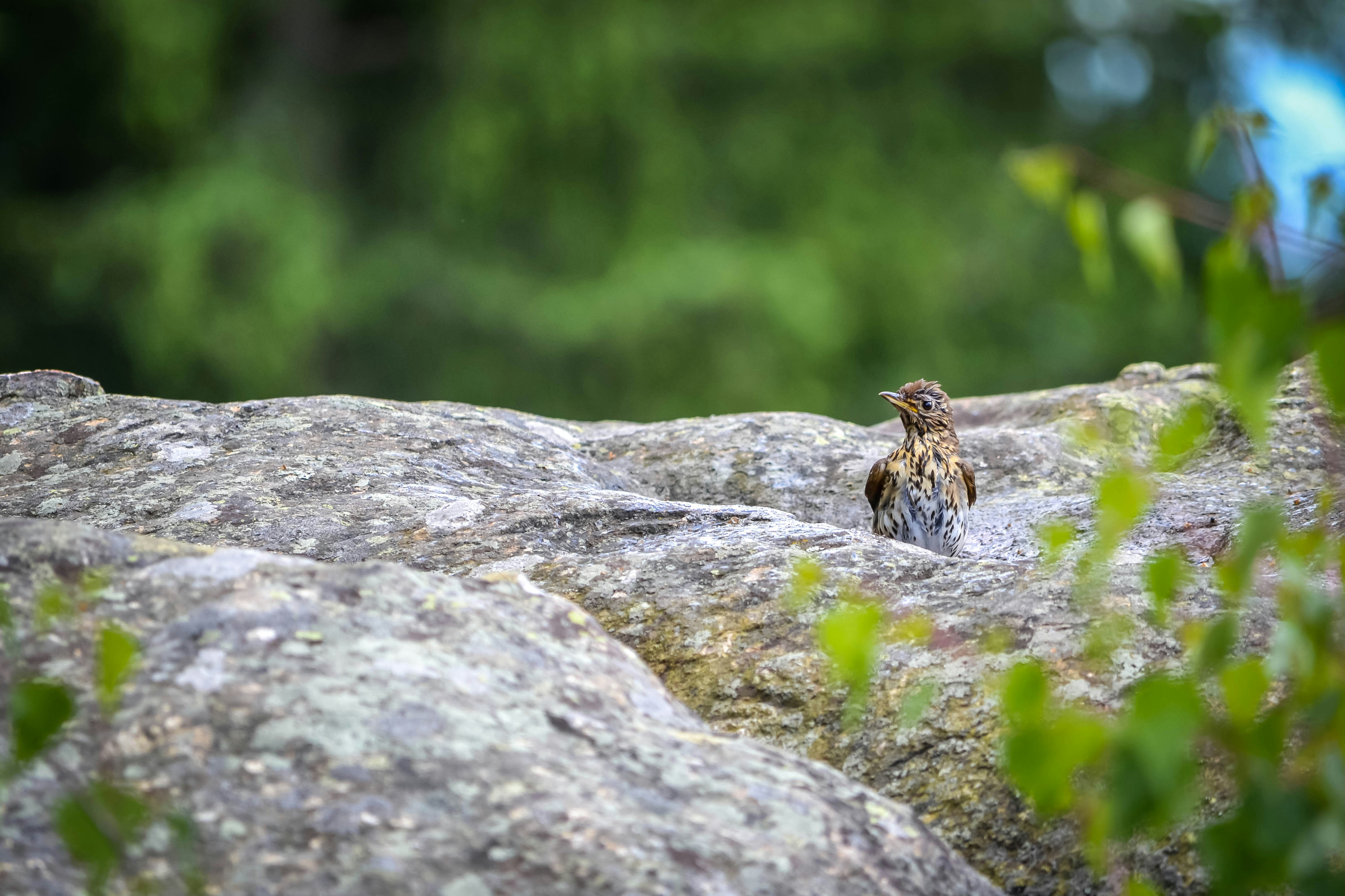 Bird On Rock Pictures | Download Free Images on Unsplash