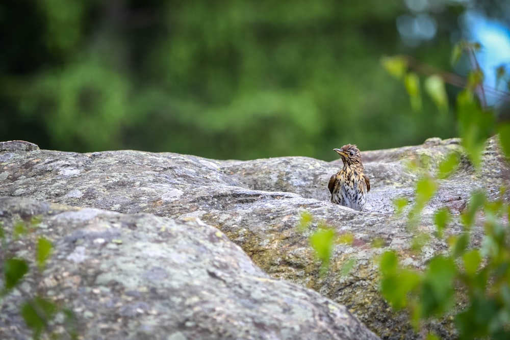 black and brown bird on gray rock during daytime