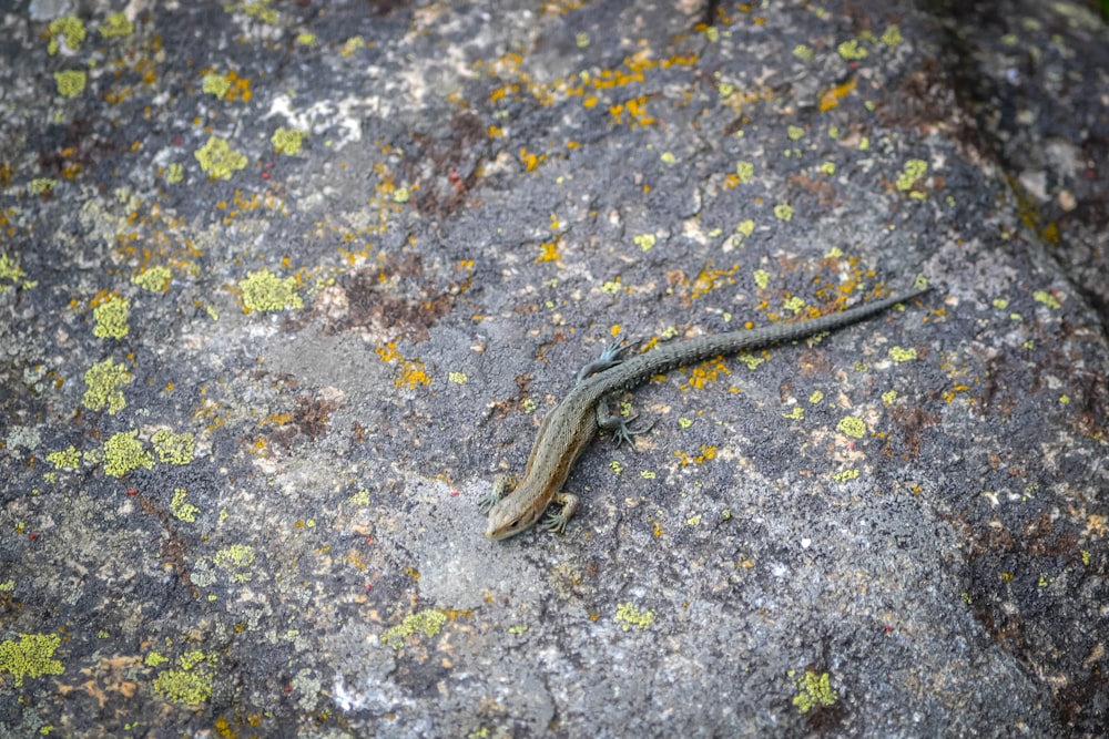 brown and black lizard on gray and white stone