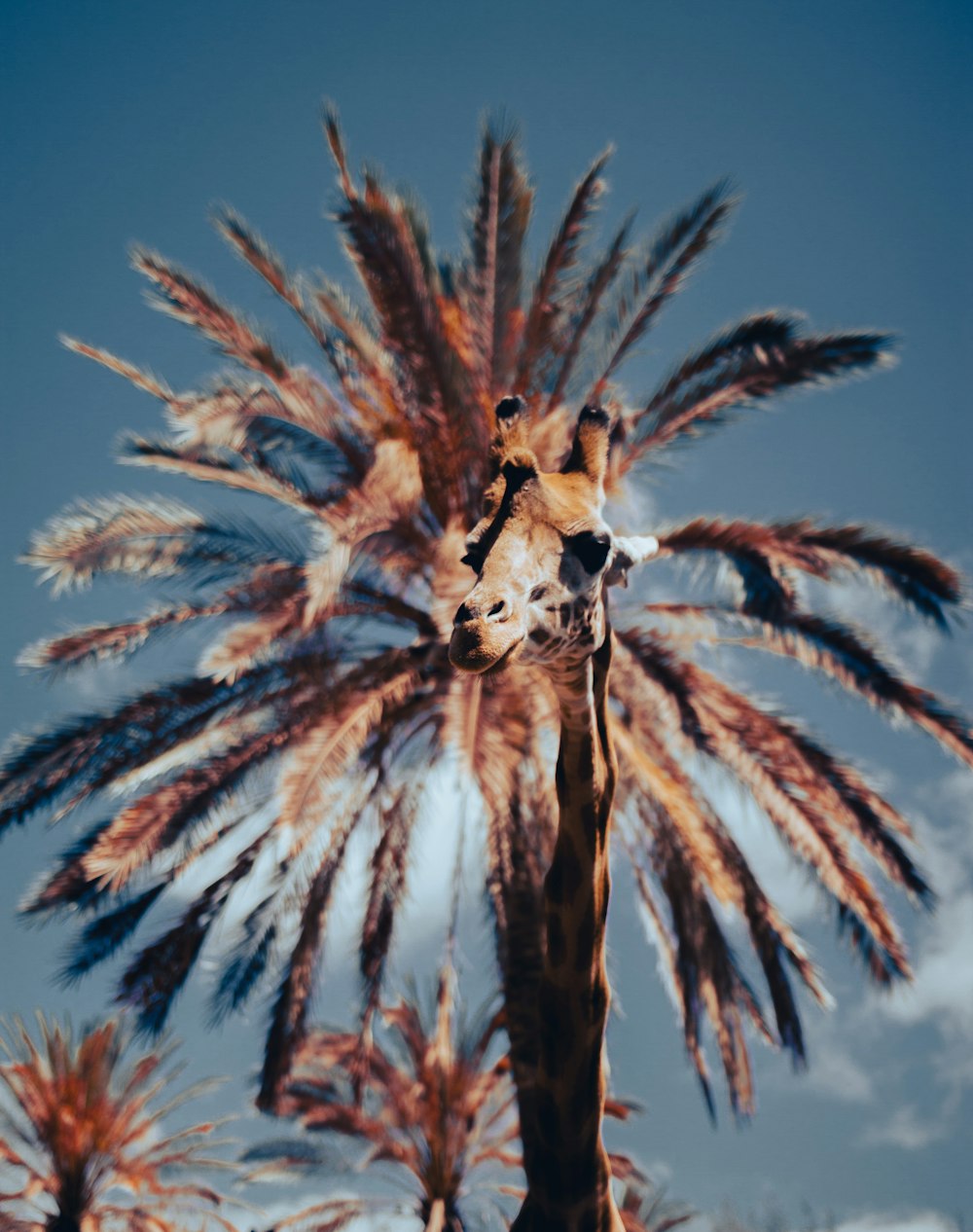 Palmera marrón bajo el cielo azul durante el día