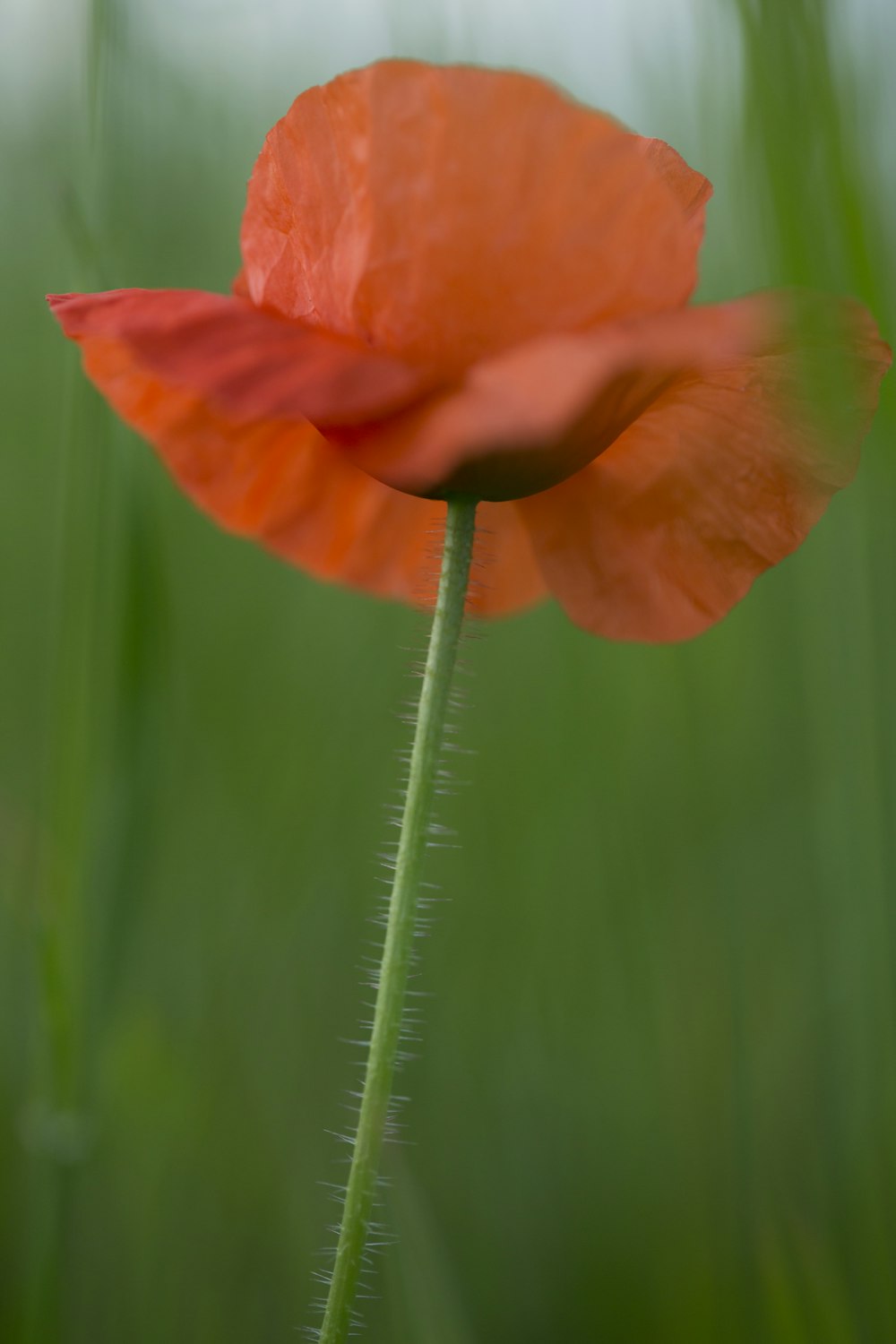 orange flower in tilt shift lens