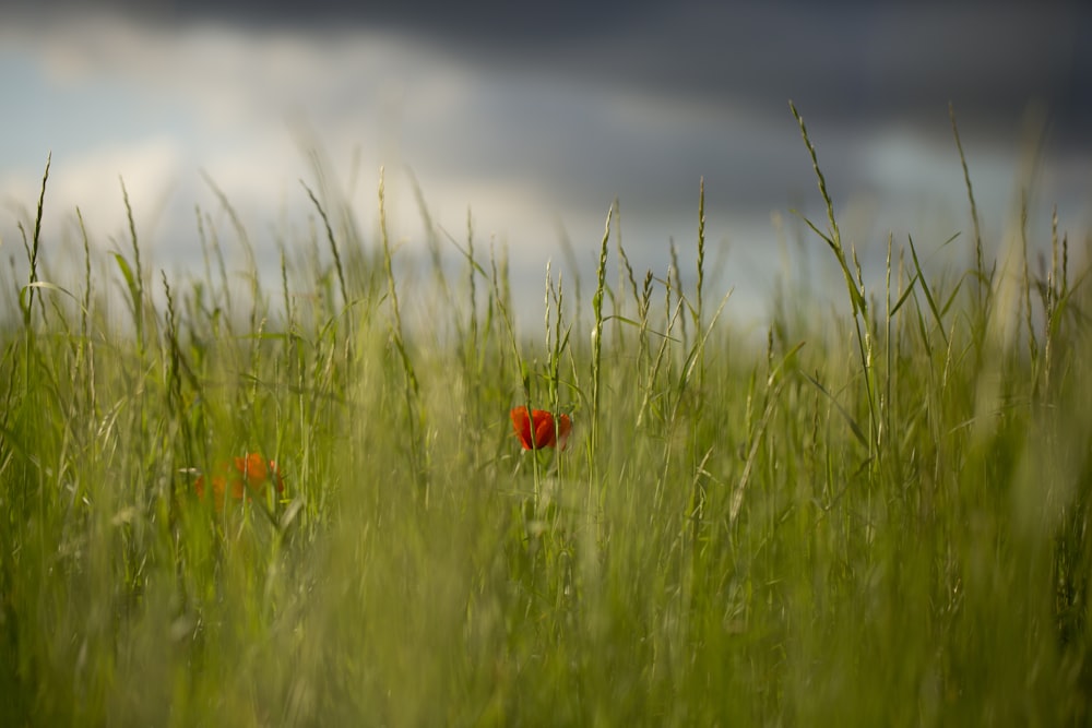 red flower in green grass field
