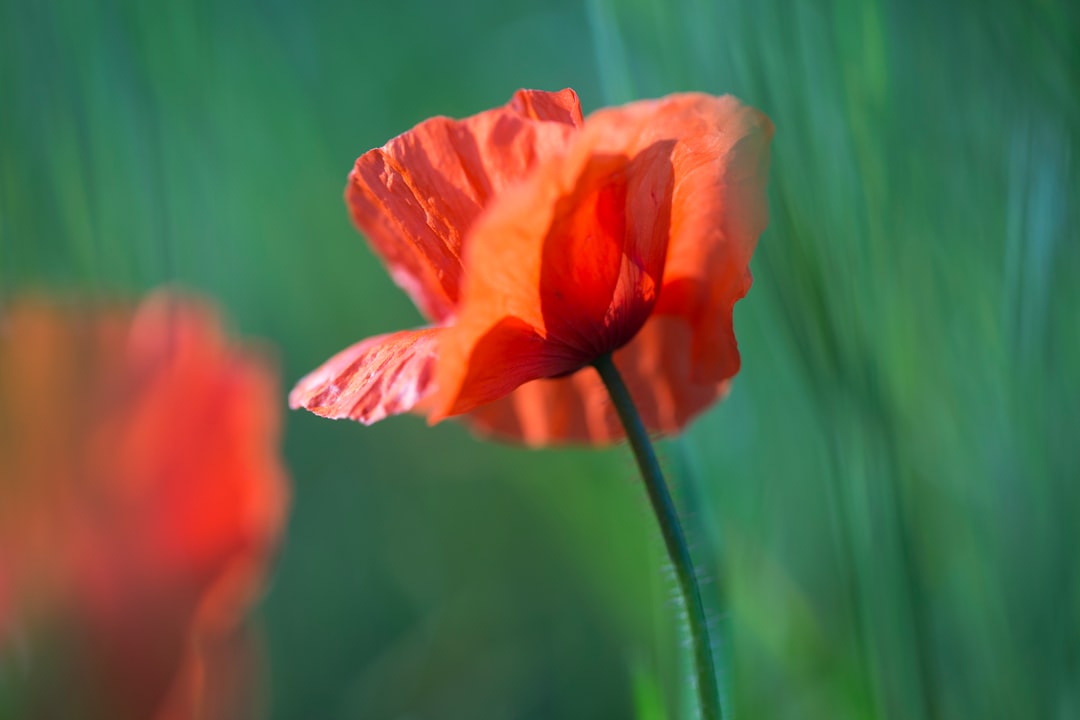 orange flower in tilt shift lens