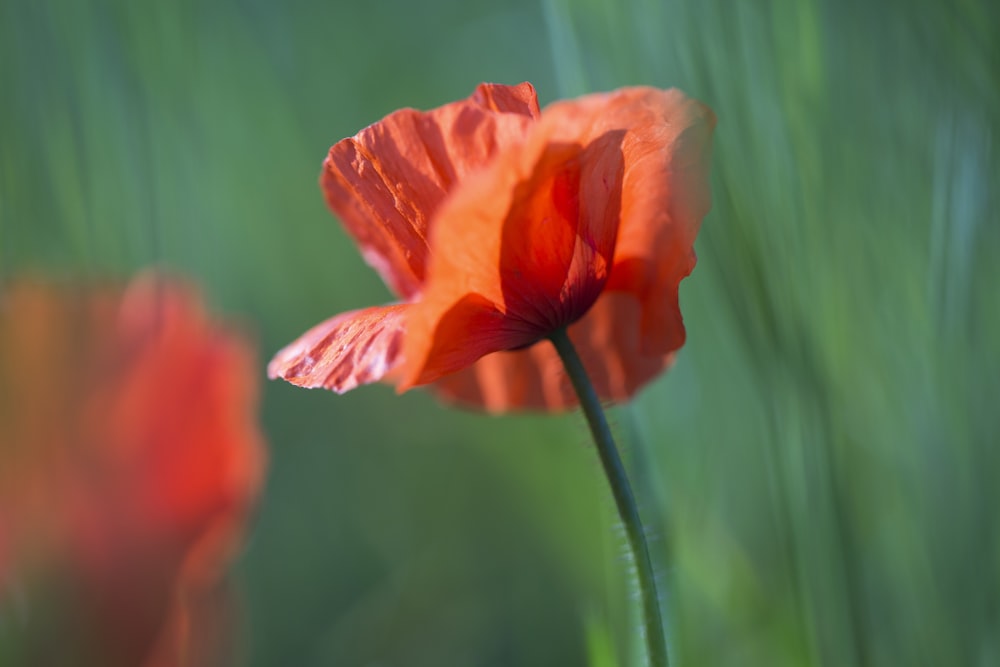 orange flower in tilt shift lens