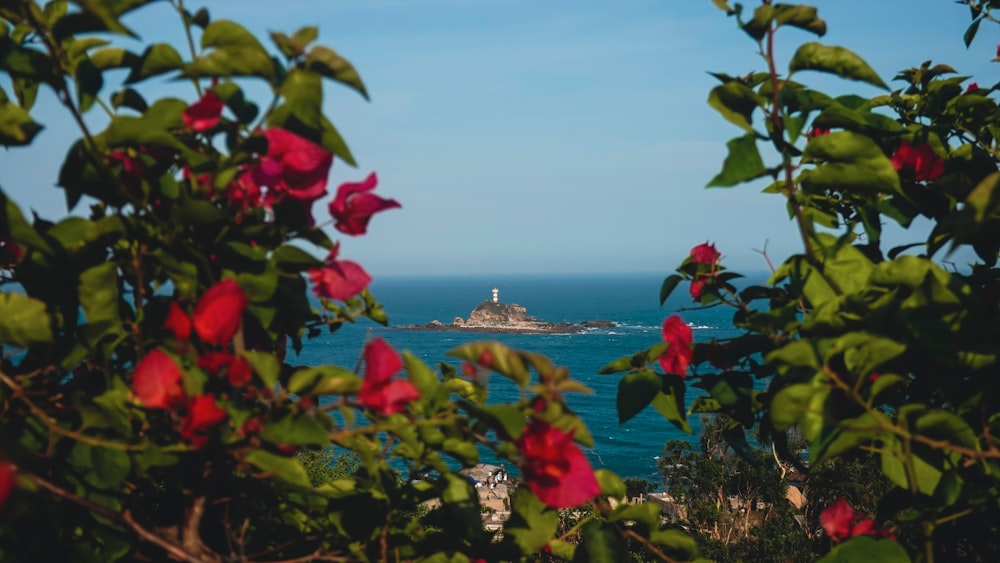 red flowers near body of water during daytime