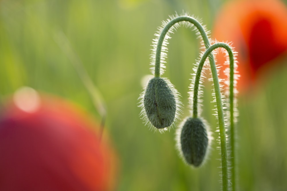 green plant in macro shot