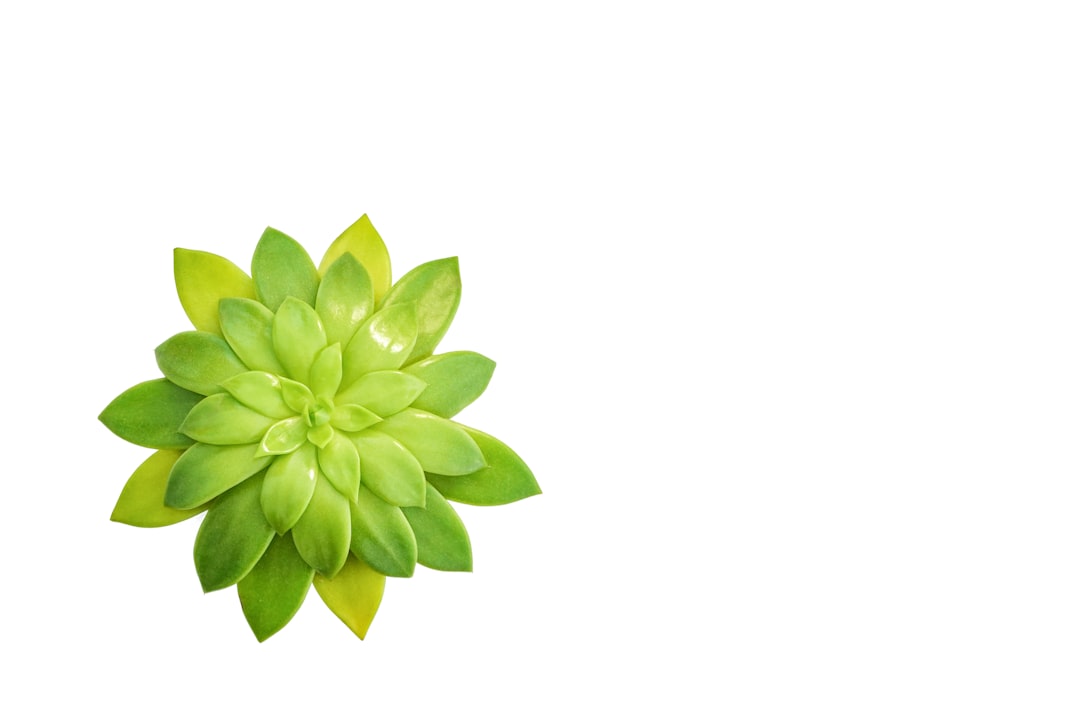 green plant with white background