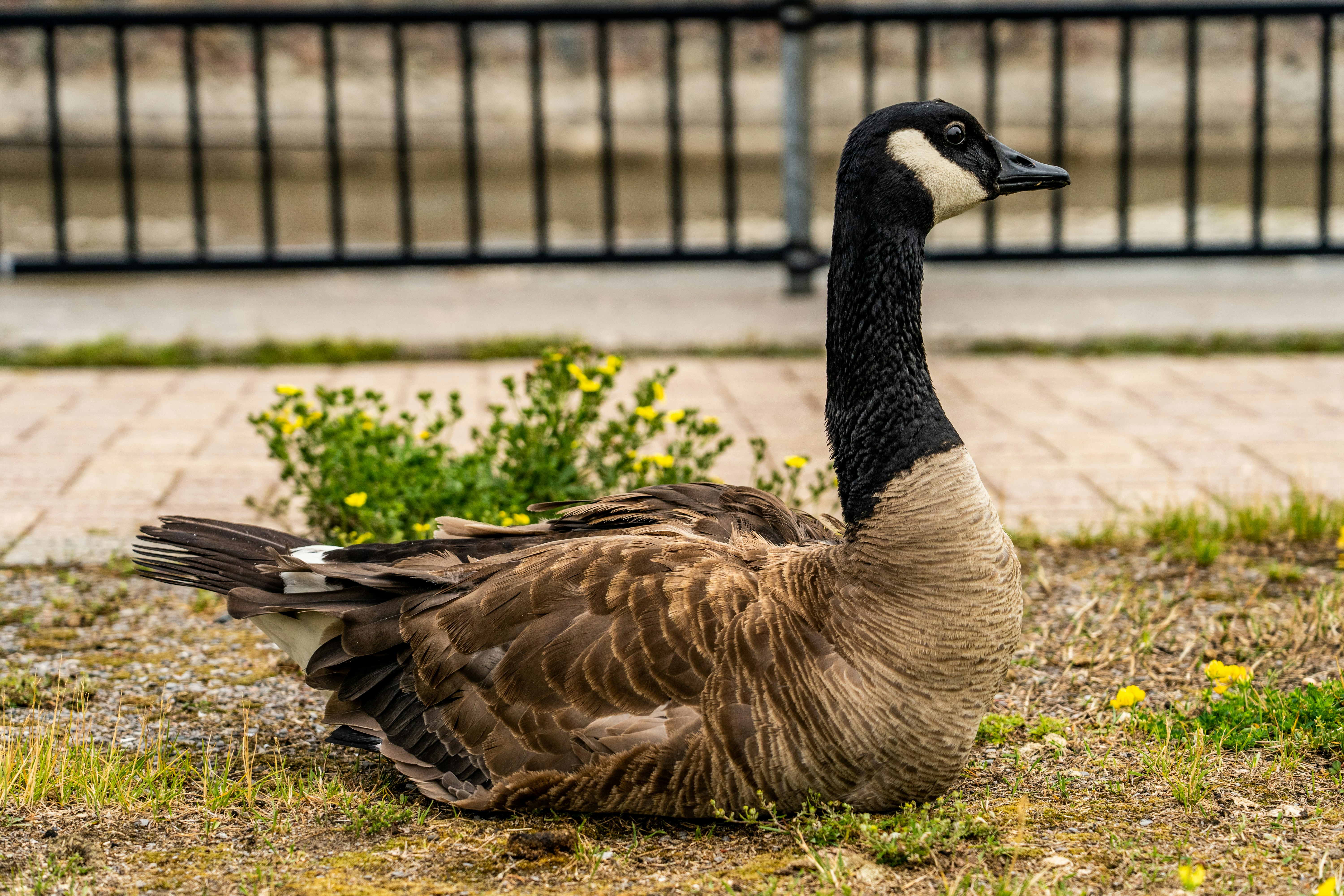 brown and black duck near green plants during daytime