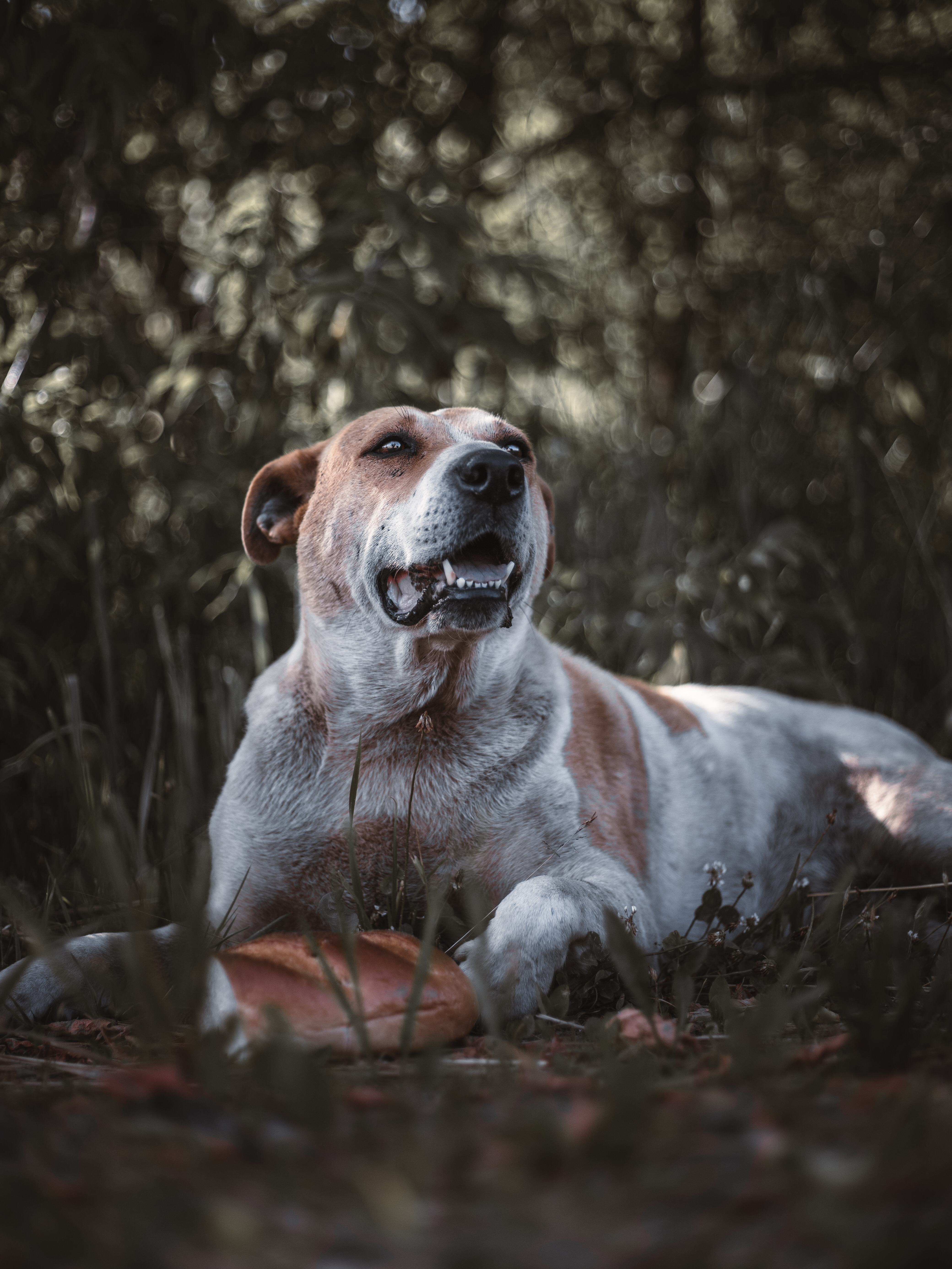 Photo by masaarakshas