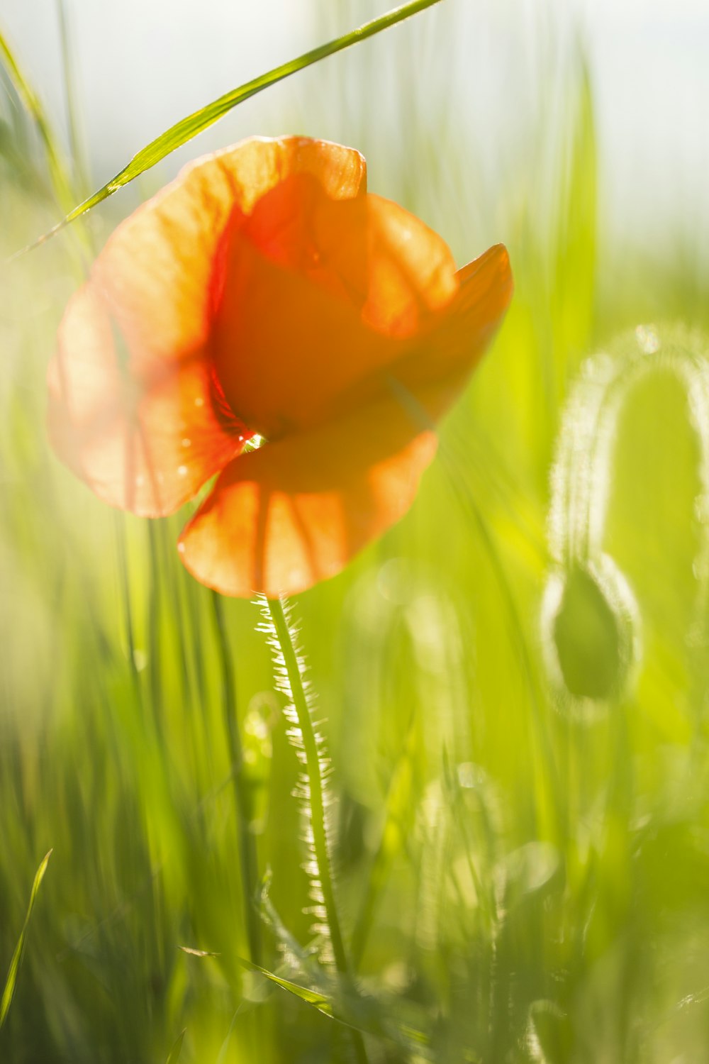 orange flower in green grass