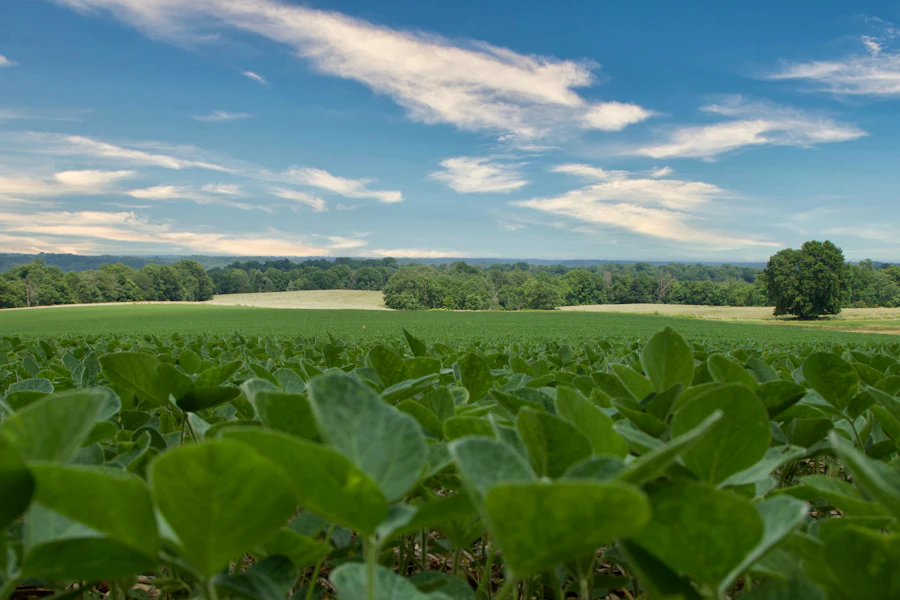 Soybean field under a blue sky
