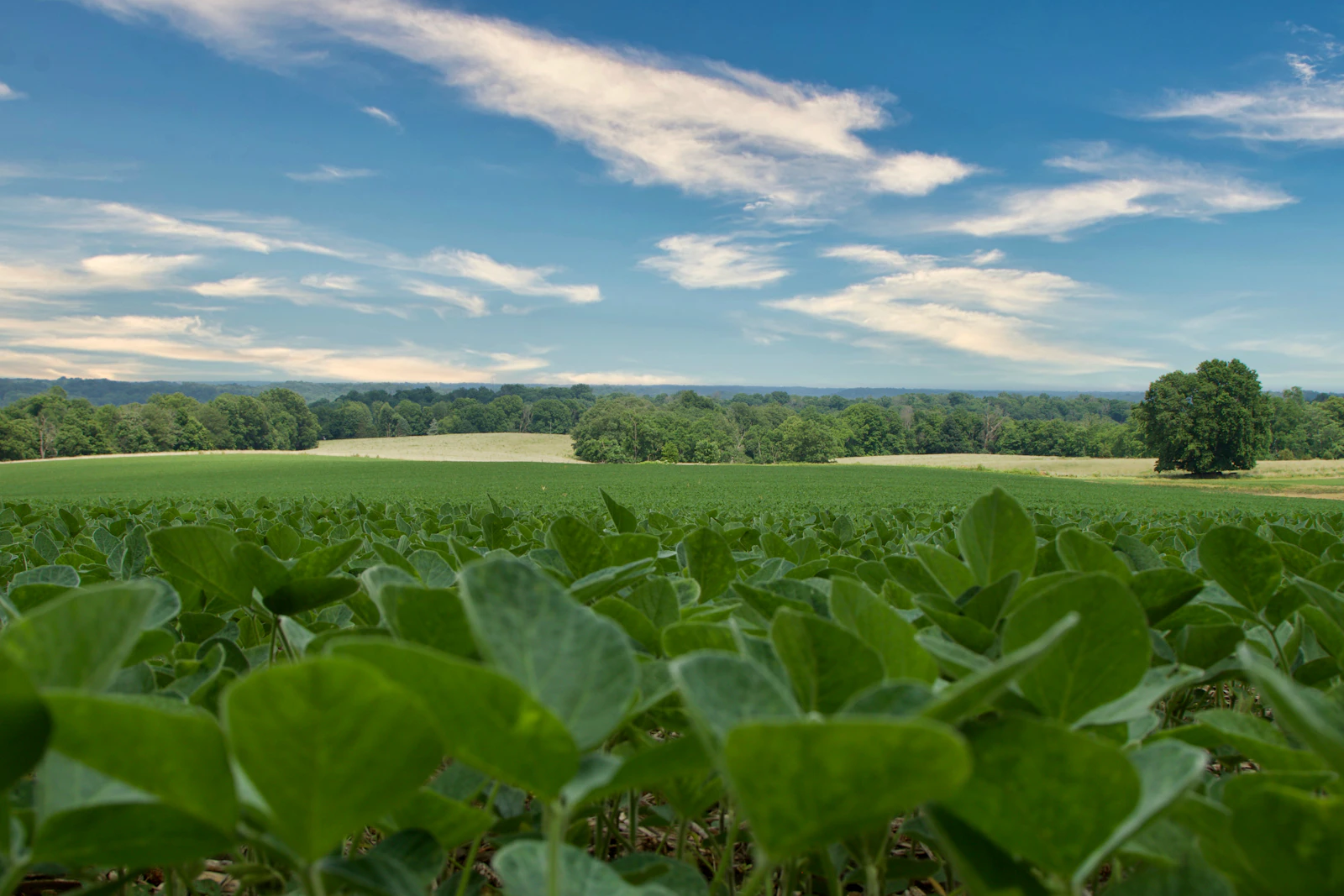 Soybean field under a blue sky