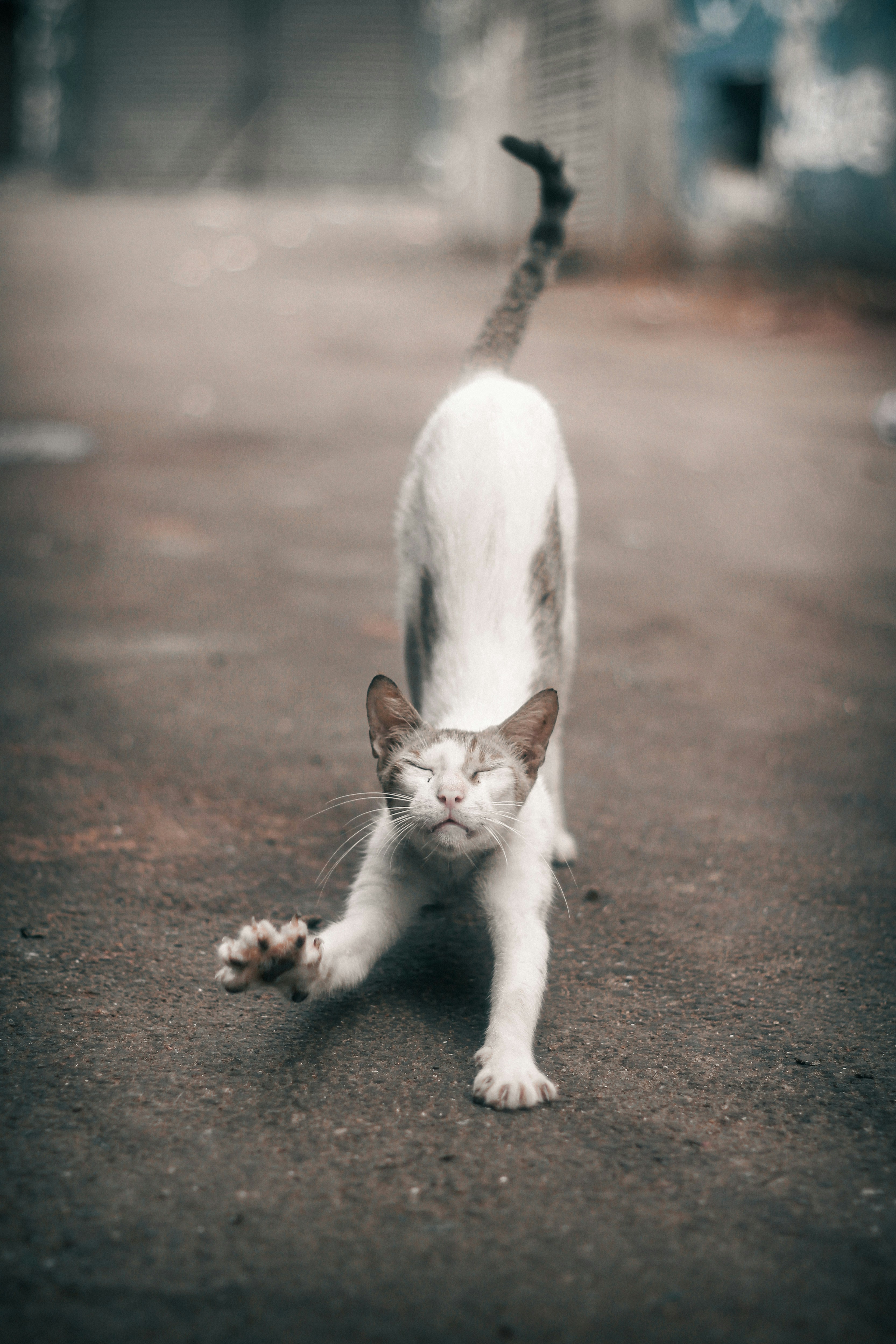 white and brown cat on brown sand