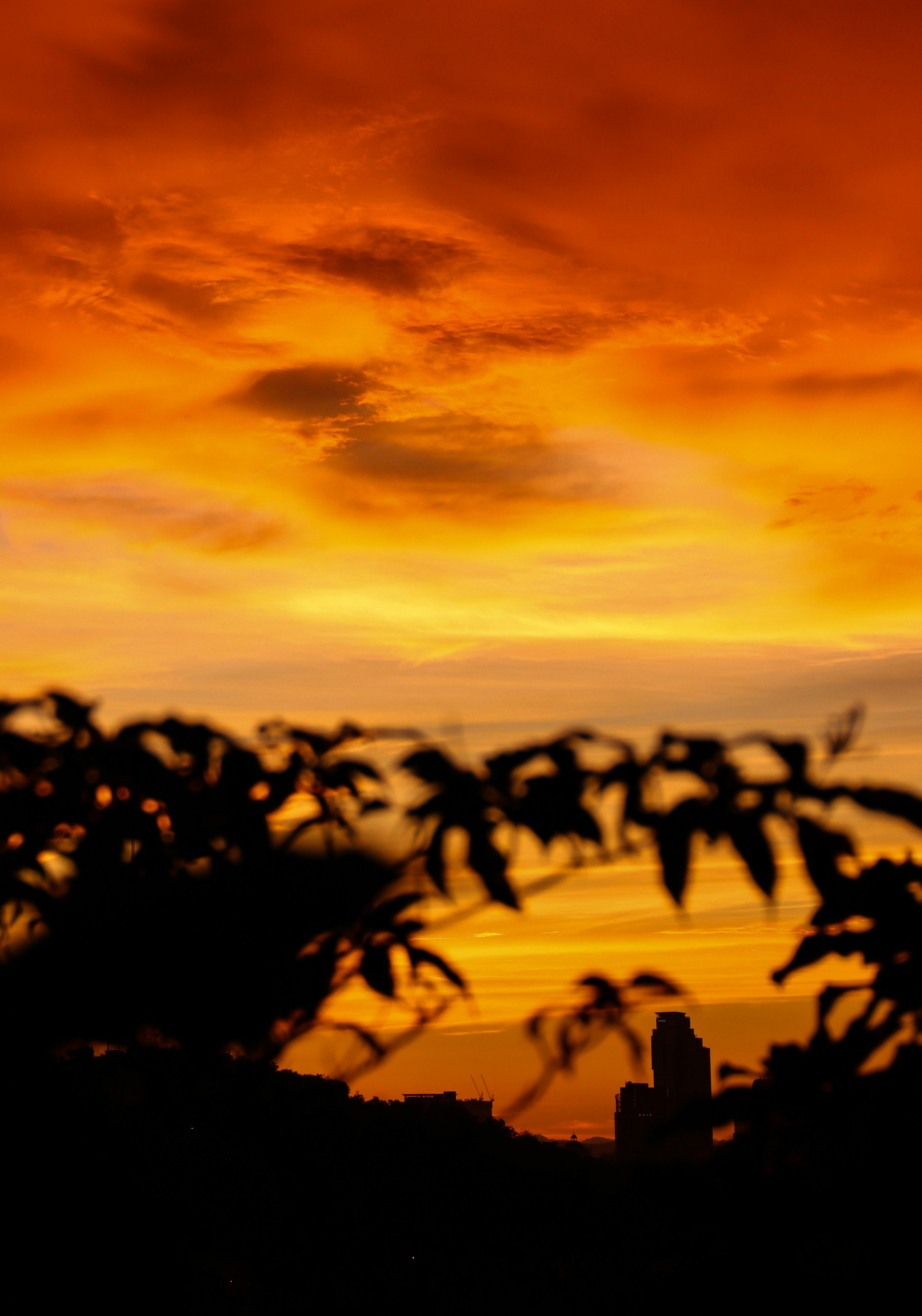 Silhouette Of Plants During Sunset Photo Free Sunset Image On Unsplash