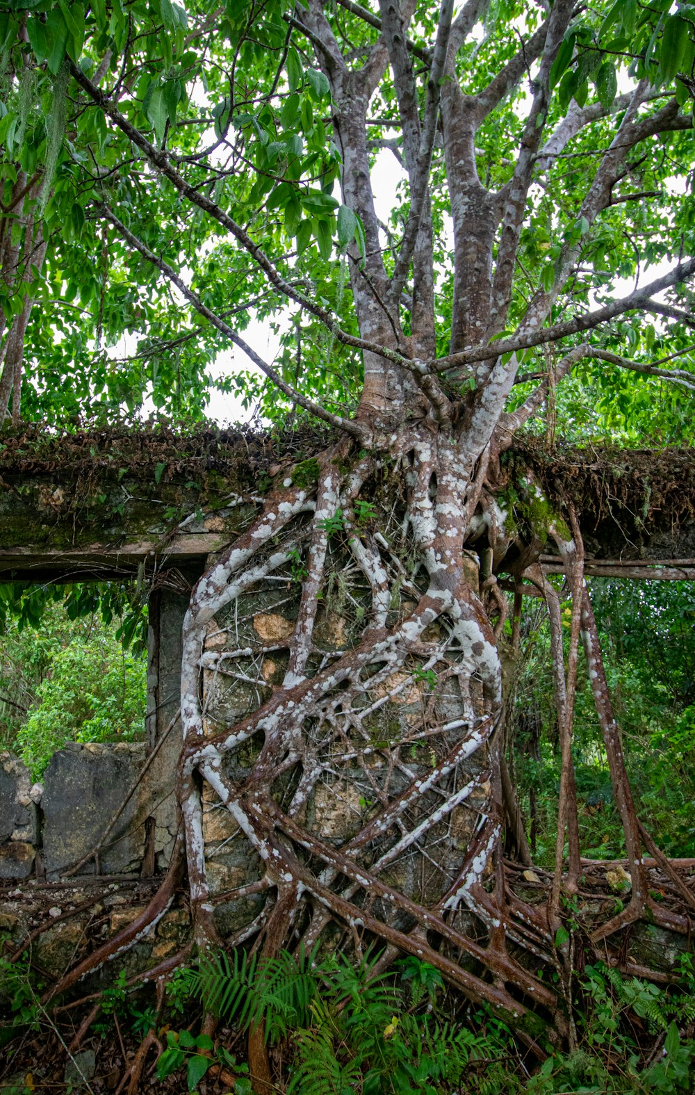 tronco marrom da árvore durante o dia