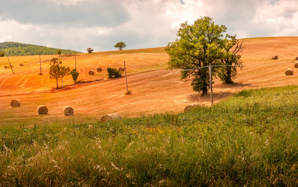 green grass field with trees under blue sky during daytime