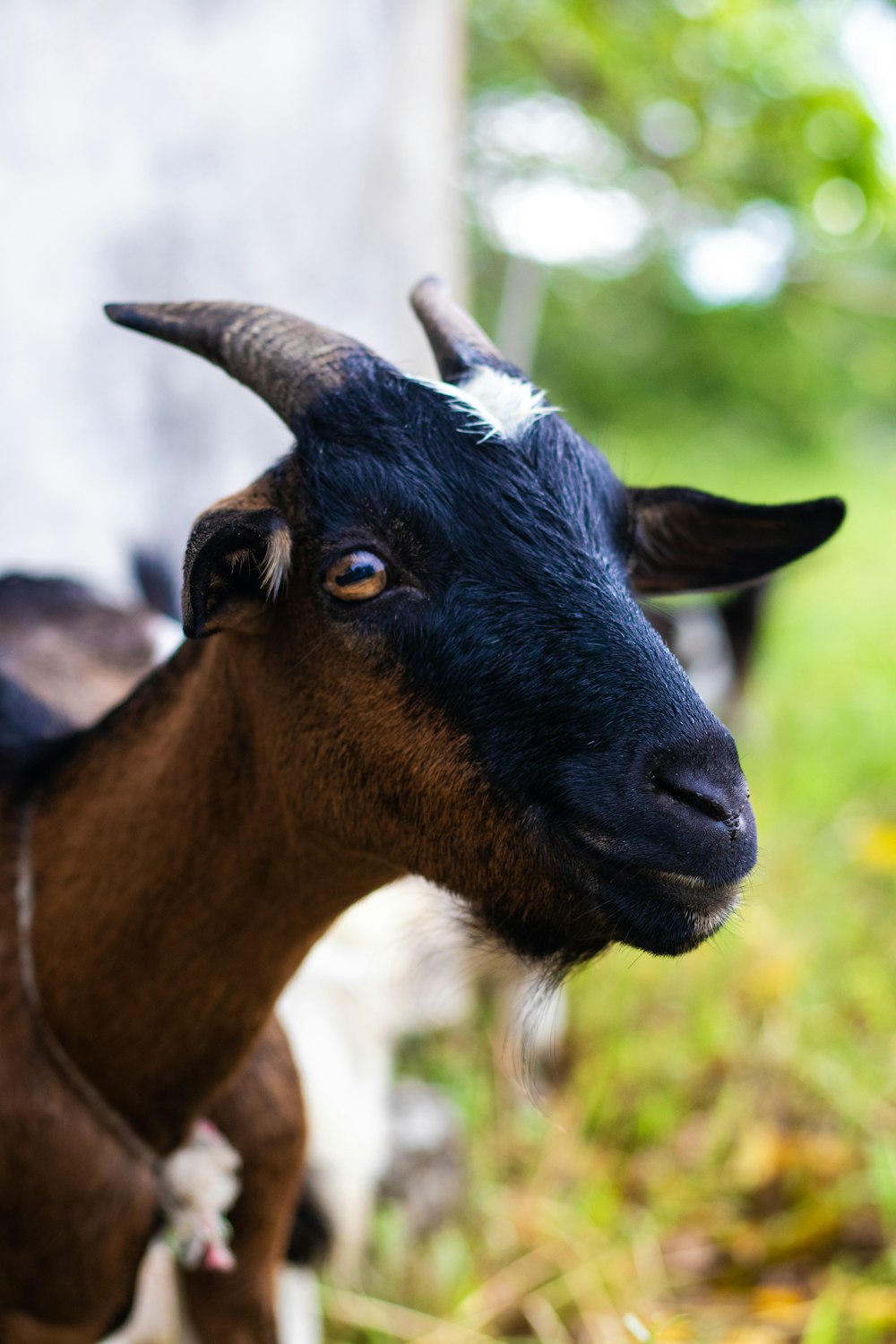 brown and black goat in tilt shift lens