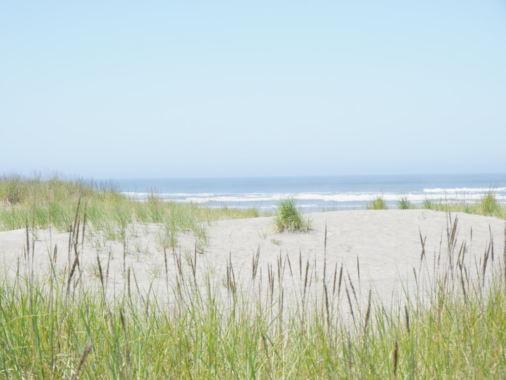 green grass field near body of water during daytime