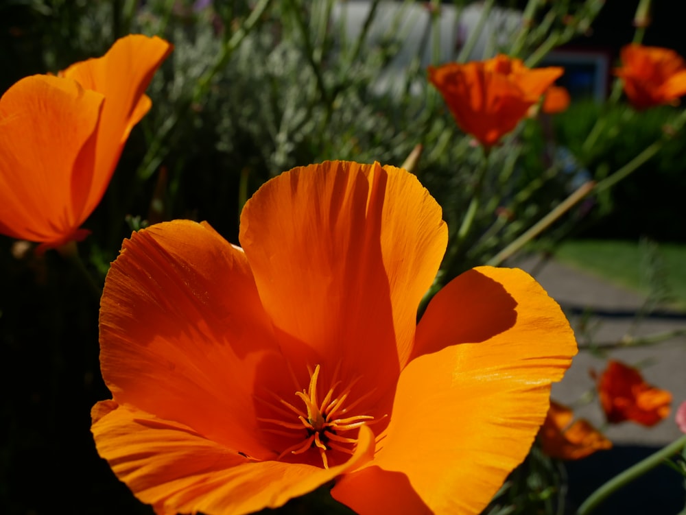 orange flower in tilt shift lens