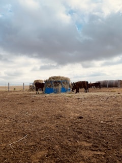 A rural scene featuring a group of cows gathered around a blue metal feeder filled with hay. The ground is covered in dry dirt, and a metal fence encloses the area. The sky is overcast with thick clouds, suggesting a cool or gloomy day.