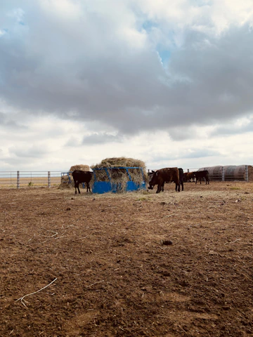 Modern feedlot with advanced cattle monitoring technology under a clear sky