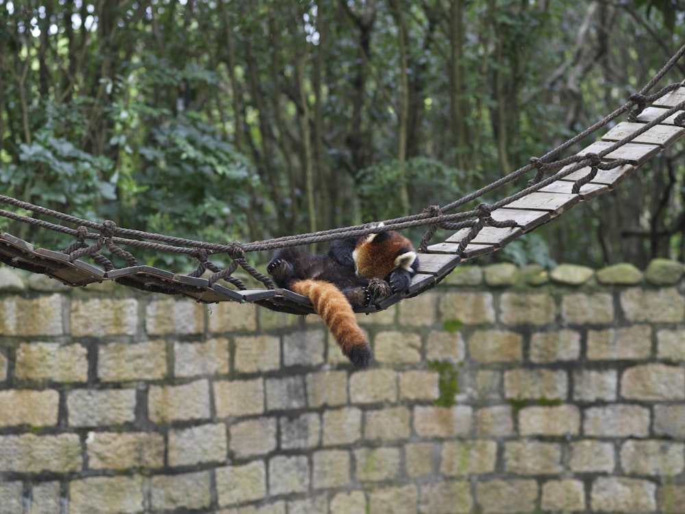 brown and black fox on brown rope