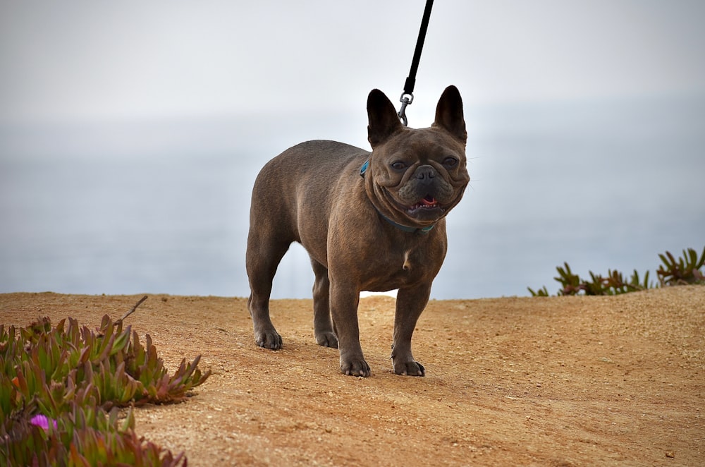 brauner kurzhaariger kleiner Hund tagsüber auf braunem Sand