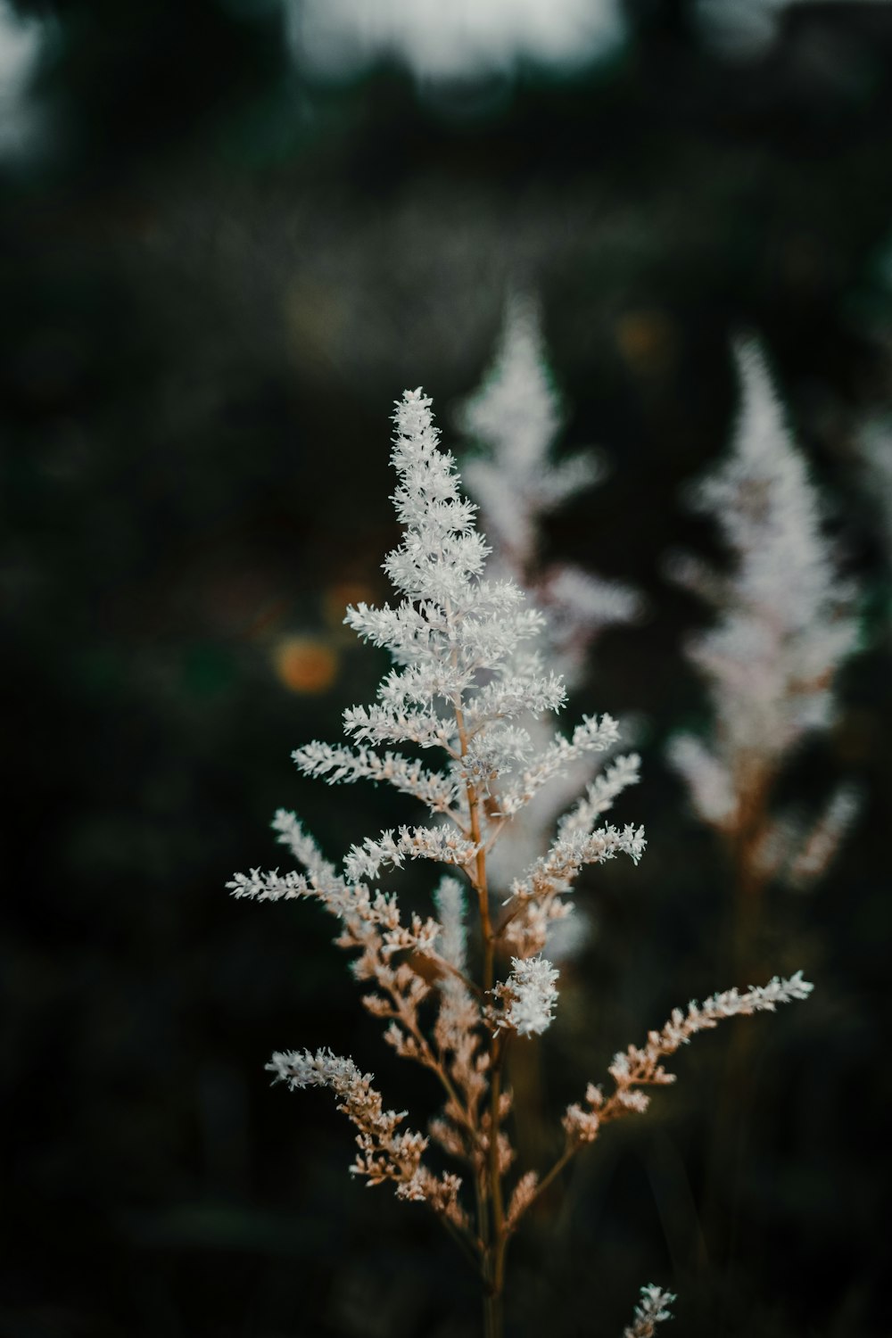 green and brown pine tree