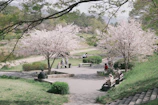Cherry blossoms lining a peaceful path in a traditional Seoul park
