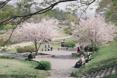 Cherry blossoms lining a peaceful path in a traditional Seoul park