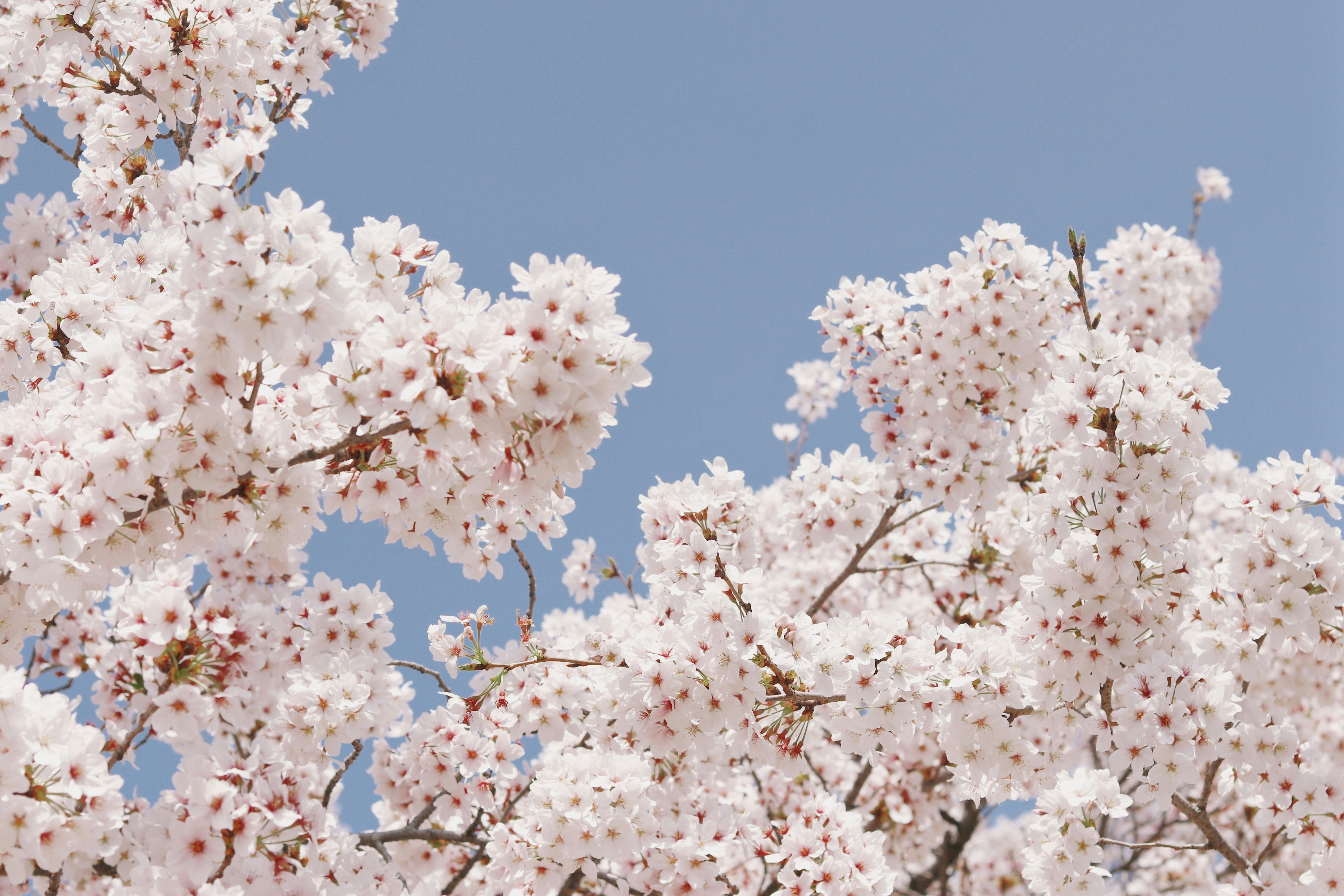 white cherry blossom under blue sky during daytime, 