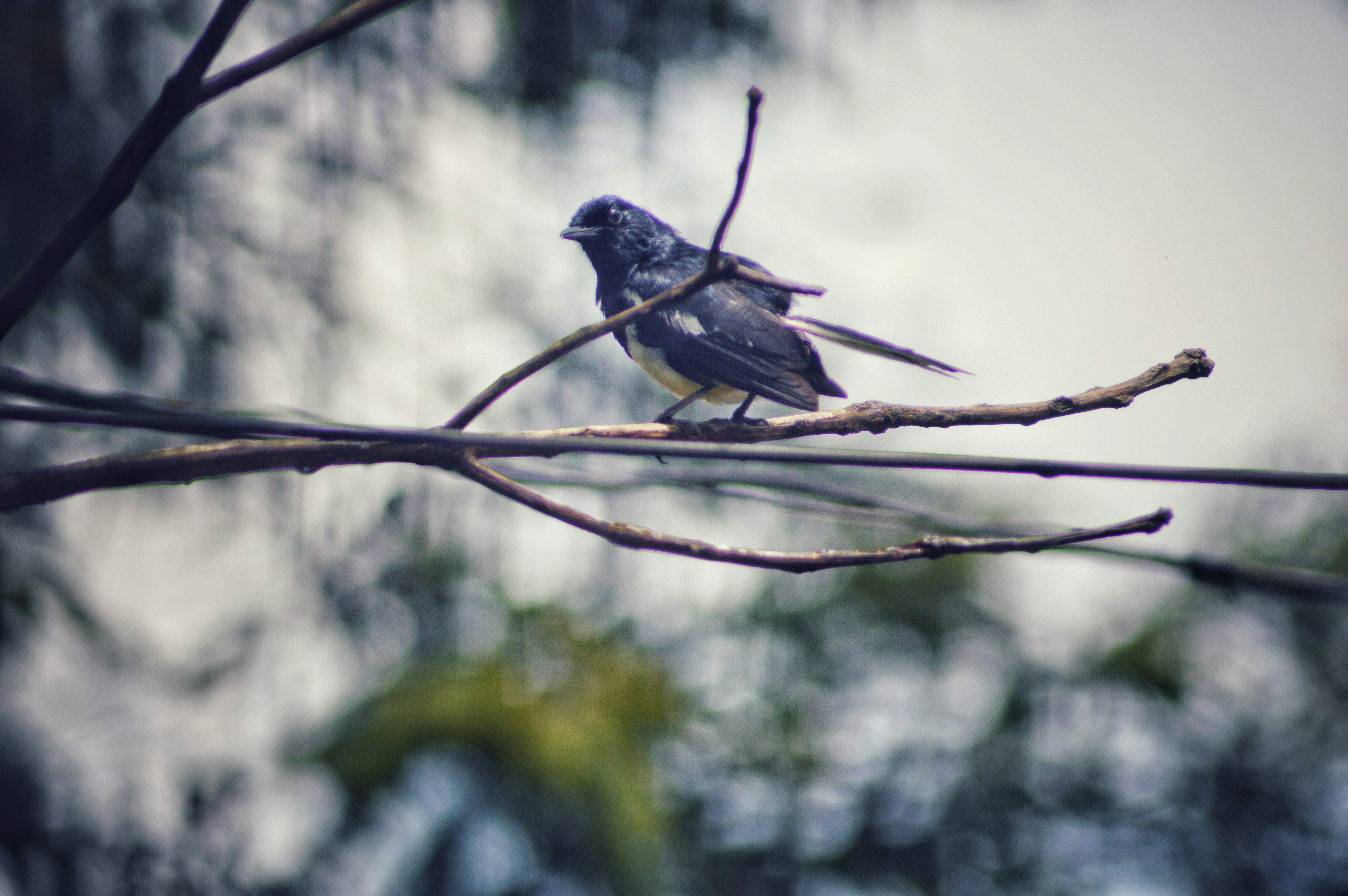 black bird on brown tree branch during daytime