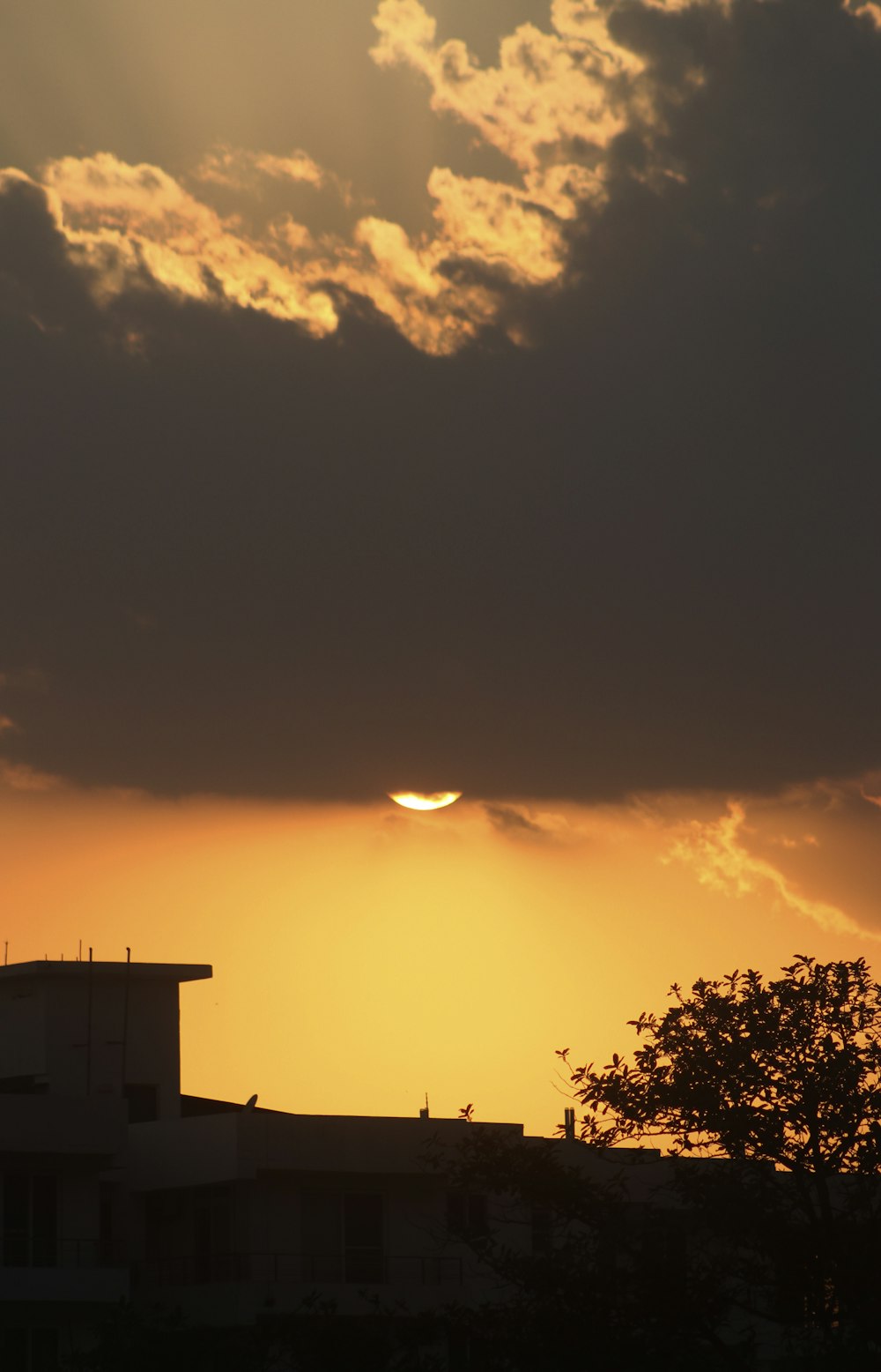 silhouette of trees during sunset