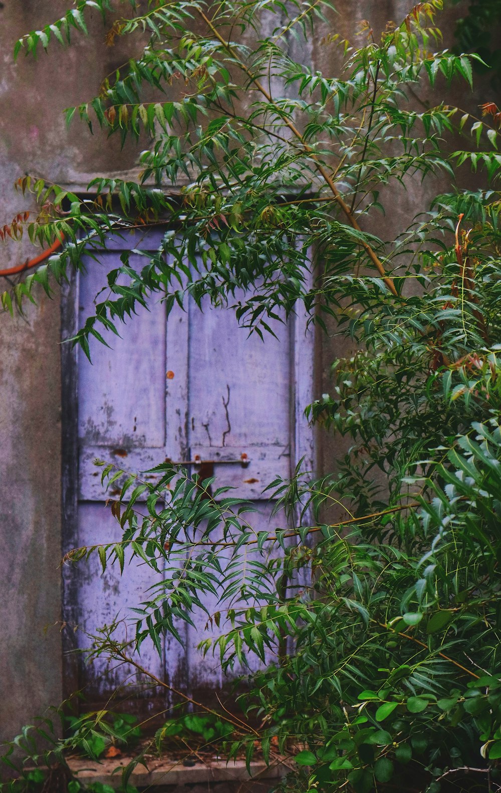 green plant beside gray wooden door