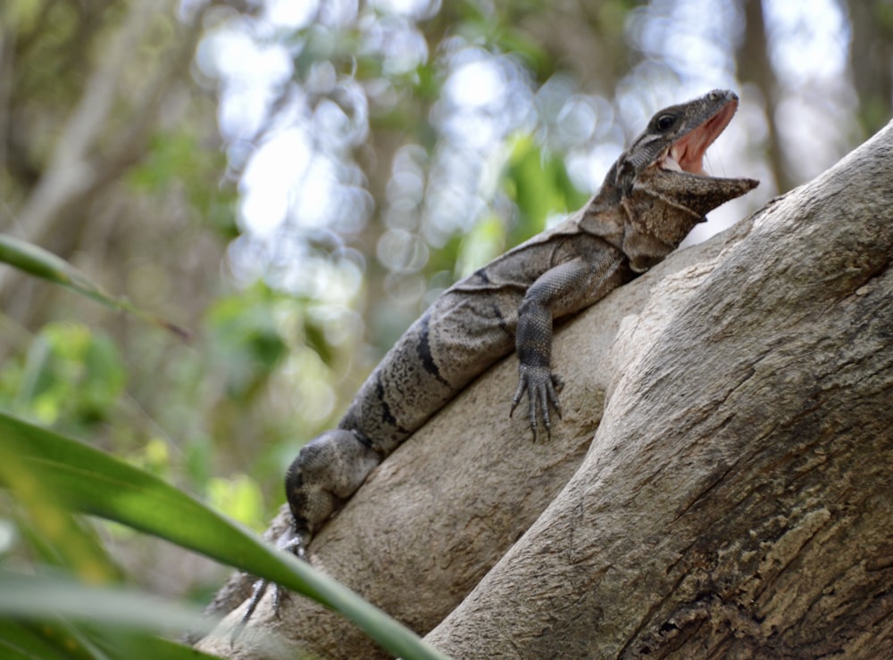 brown and black lizard on brown tree trunk during daytime