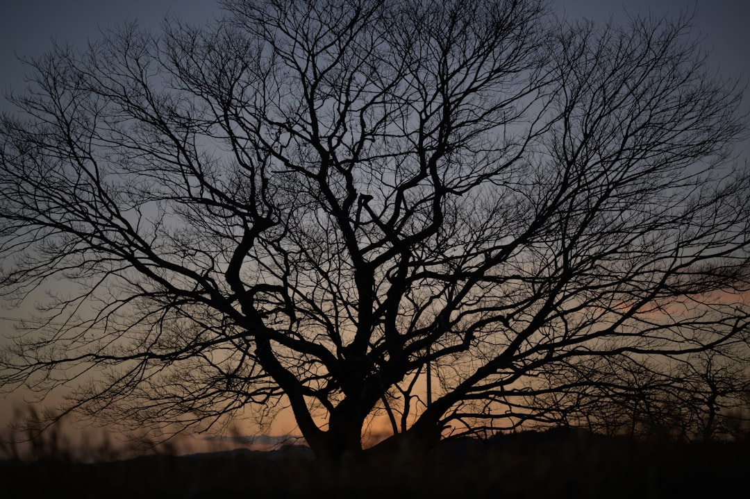 leafless tree on brown field during daytime