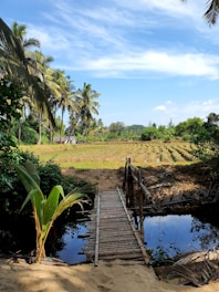 brown wooden dock on river during daytime