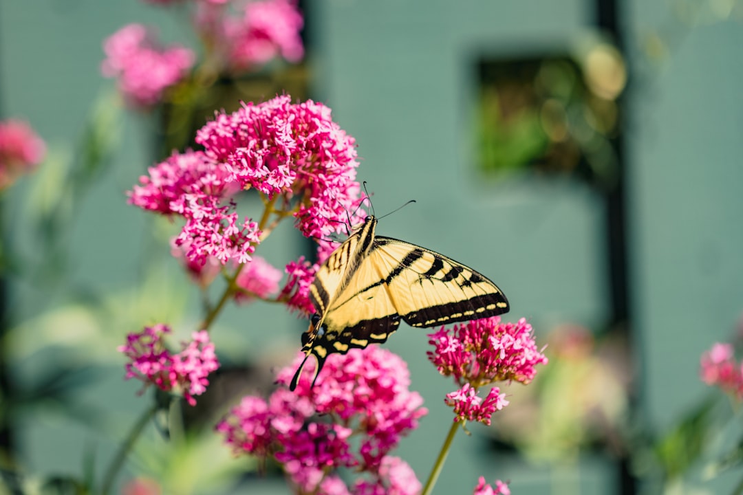 tiger swallowtail butterfly perched on pink flower during daytime