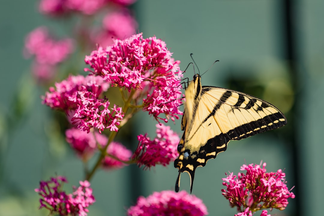 tiger swallowtail butterfly perched on pink flower in close up photography during daytime