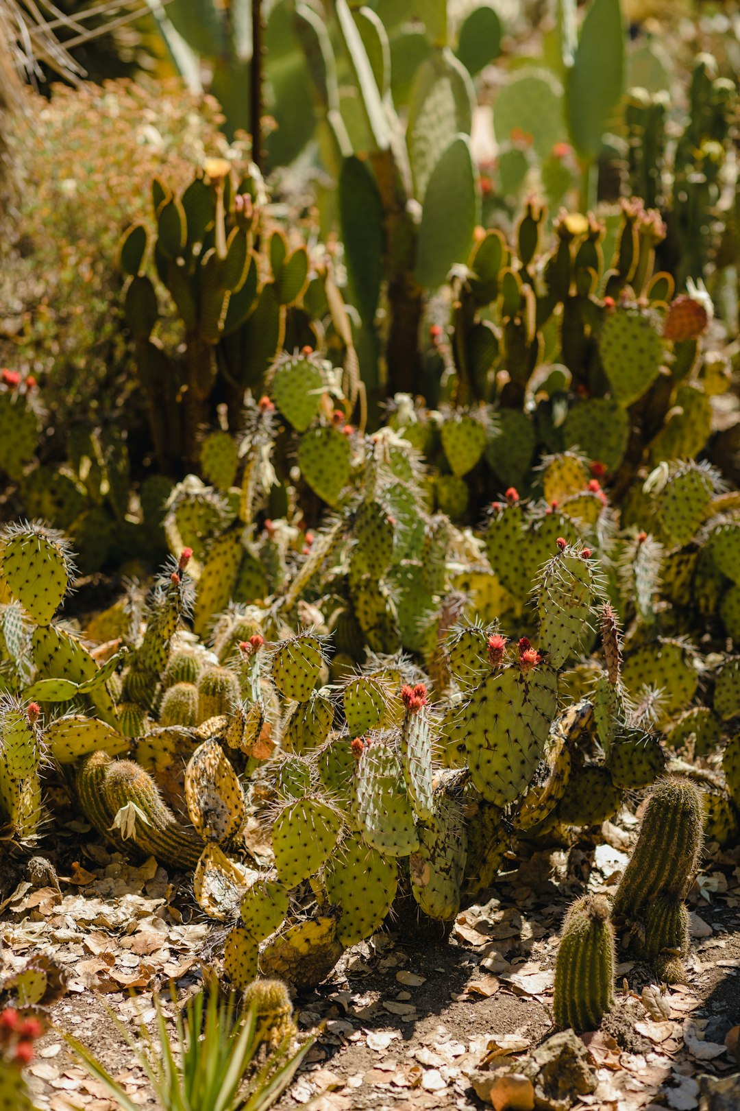 green cactus plants during daytime