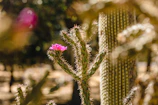 Close-up of a vibrant green cactus with tiny red flowers blooming under soft natural light.