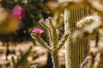 A close-up of a vibrant green cactus with tiny pink flowers blooming under warm southwestern sunlight.