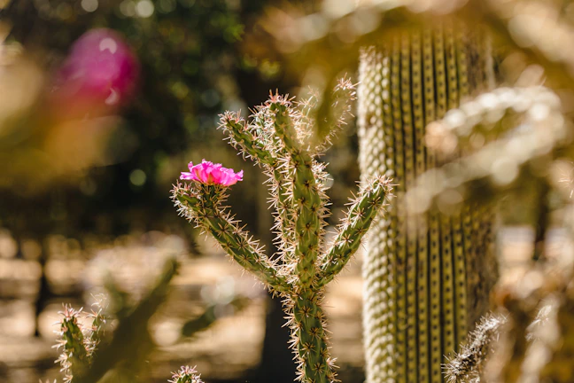 Close-up of a vibrant green cactus with tiny red flowers blooming under soft natural light.