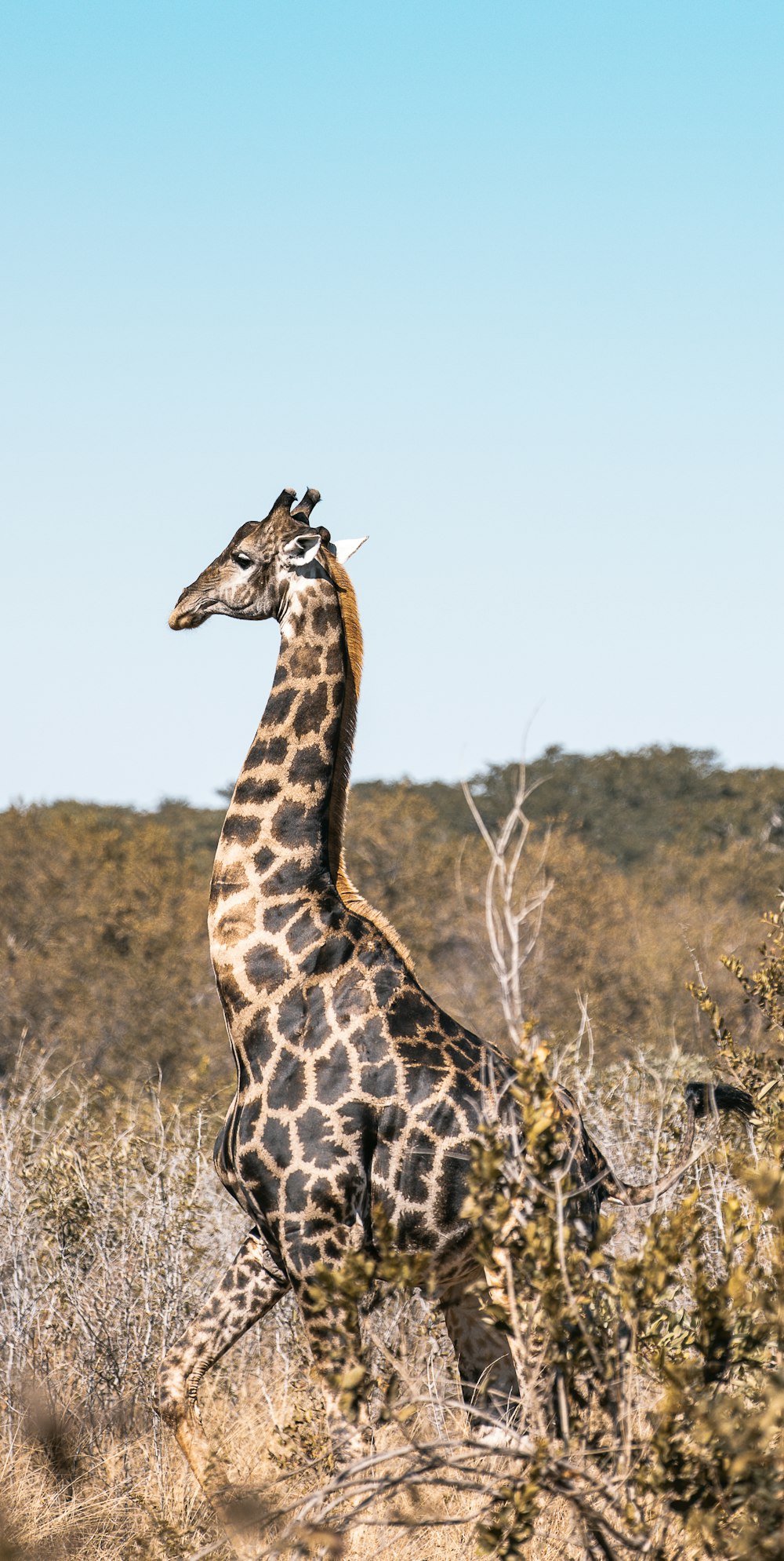 giraffe on brown grass field during daytime