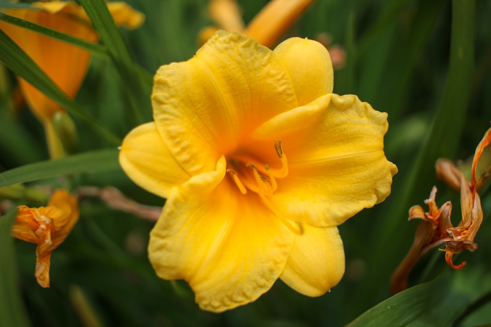 yellow flower in macro shot